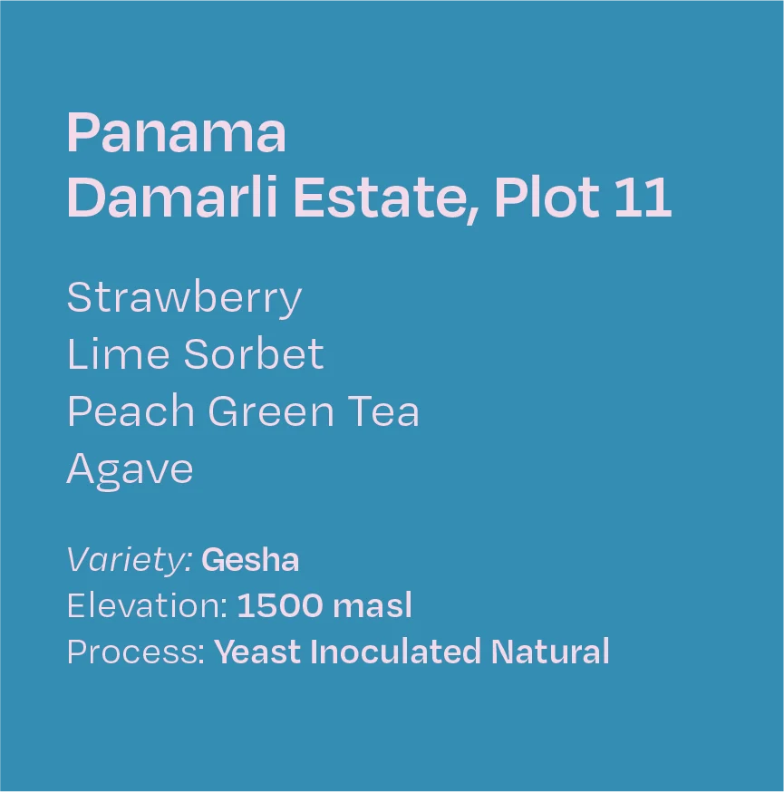 Helm Coffee - Damarli Estate (Panama) - Slow Anaerobic Natural Gesha | 50g