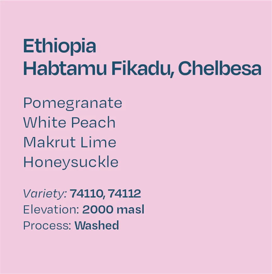 Helm Coffee - Habtamu Fikadu (Ethiopia) - Washed 74110, 74112 | 50g