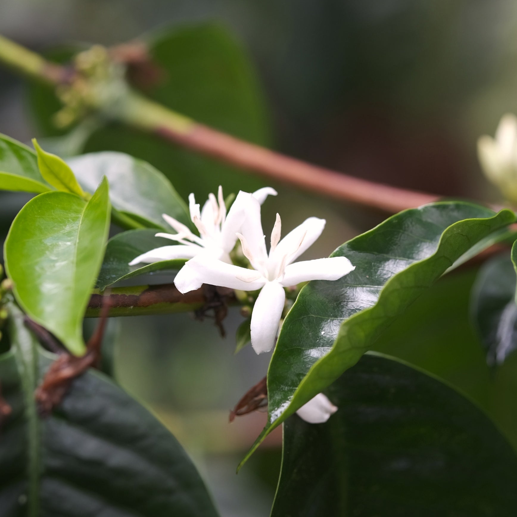 Hydrangea - Cafe Granja La Esperanza - Sidra | 50 g