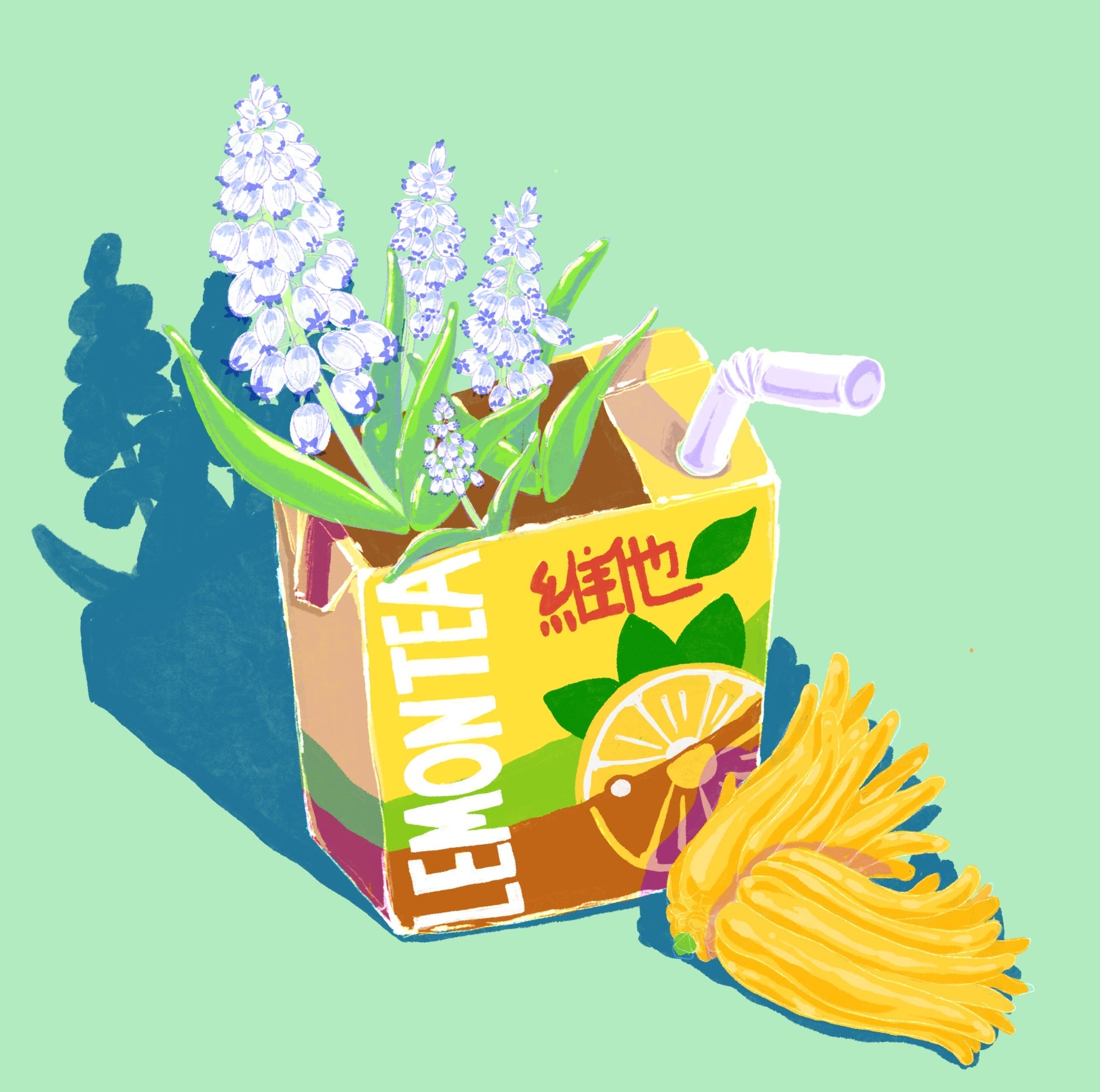 Hydrangea - Janson Lot 1002 - Gesha | 50 g