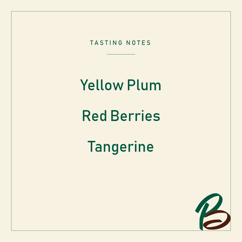 September - Mullugeta Muntasha (Ethiopia) - Natural 74158 | 50g