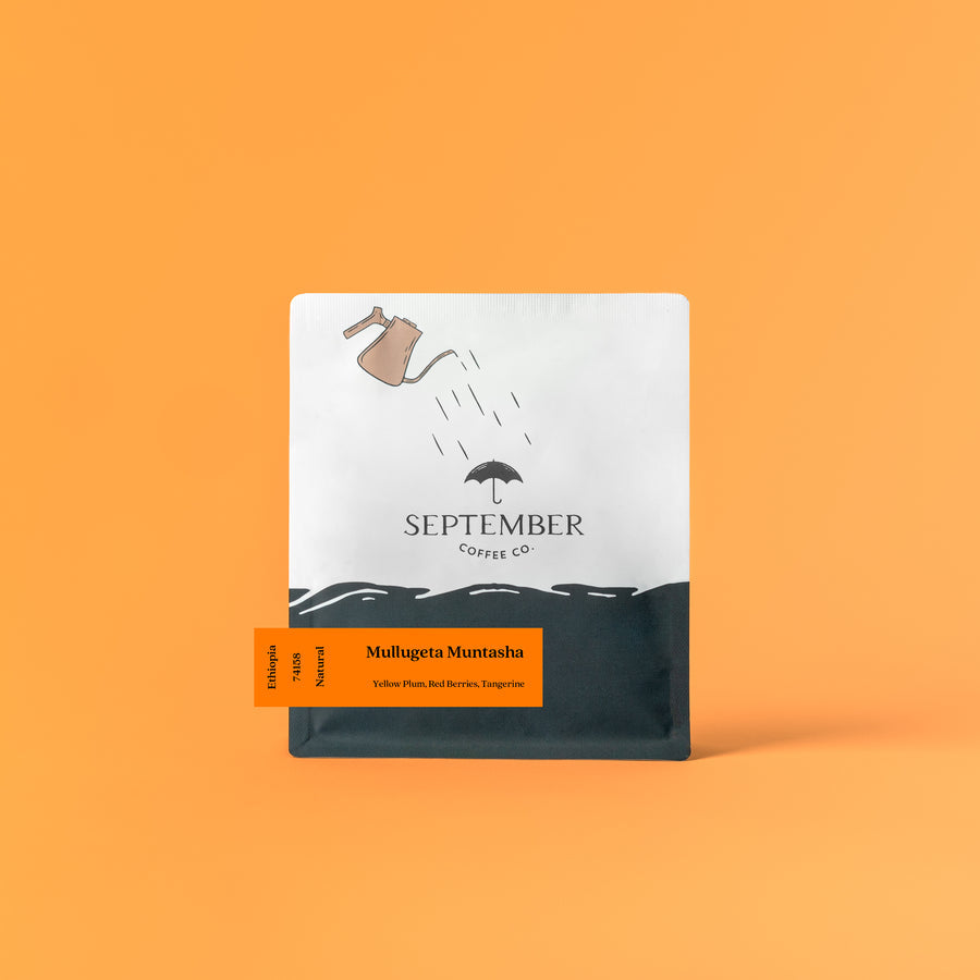September - Mullugeta Muntasha (Ethiopia) - Natural 74158 | 50g
