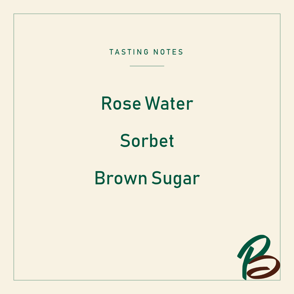 September - Neon Sorbet (Colombia) - Sugarcane Decaf Pink Bourbon  | 200g