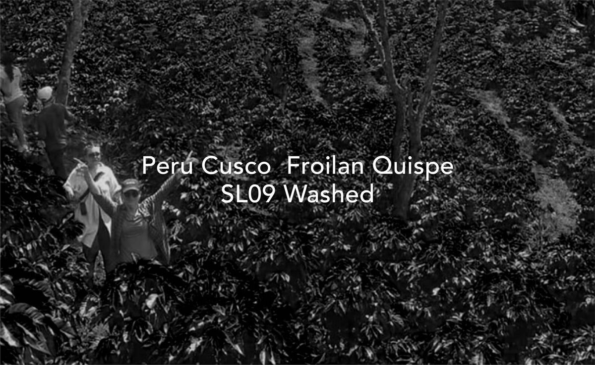 Moby Dick -  Cusco Froilan Quispe (Peru) - Washed SL09 | 75g