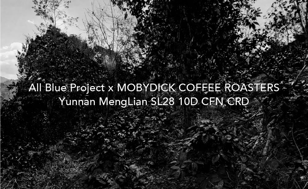 Moby Dick -  Yunnan Menglian (China) - Natural SL28 | 50g
